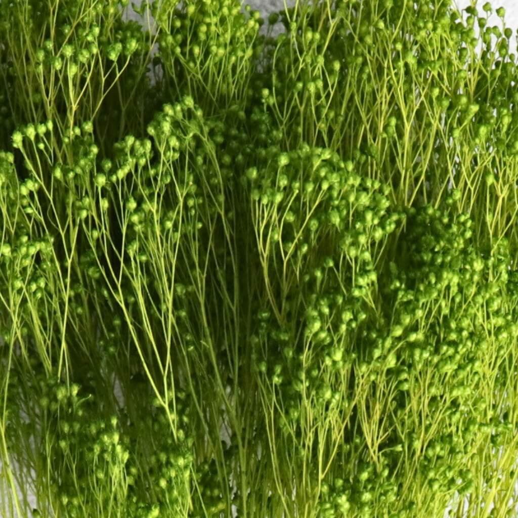 Sušený Broom Bloom světle zelená – přírodní dekorace pro svěží aranžmá